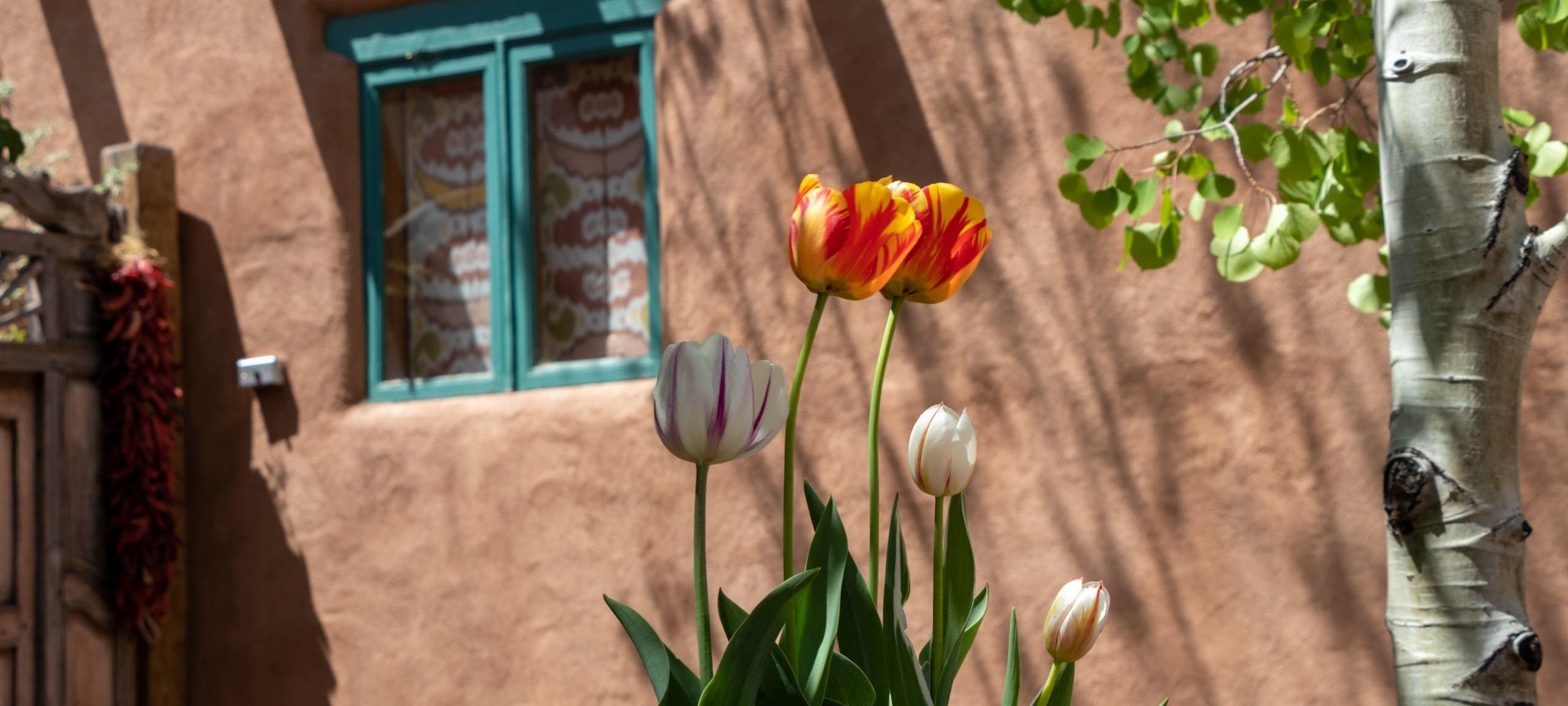 Tulips outside of Adobe home in Santa Fe, NM