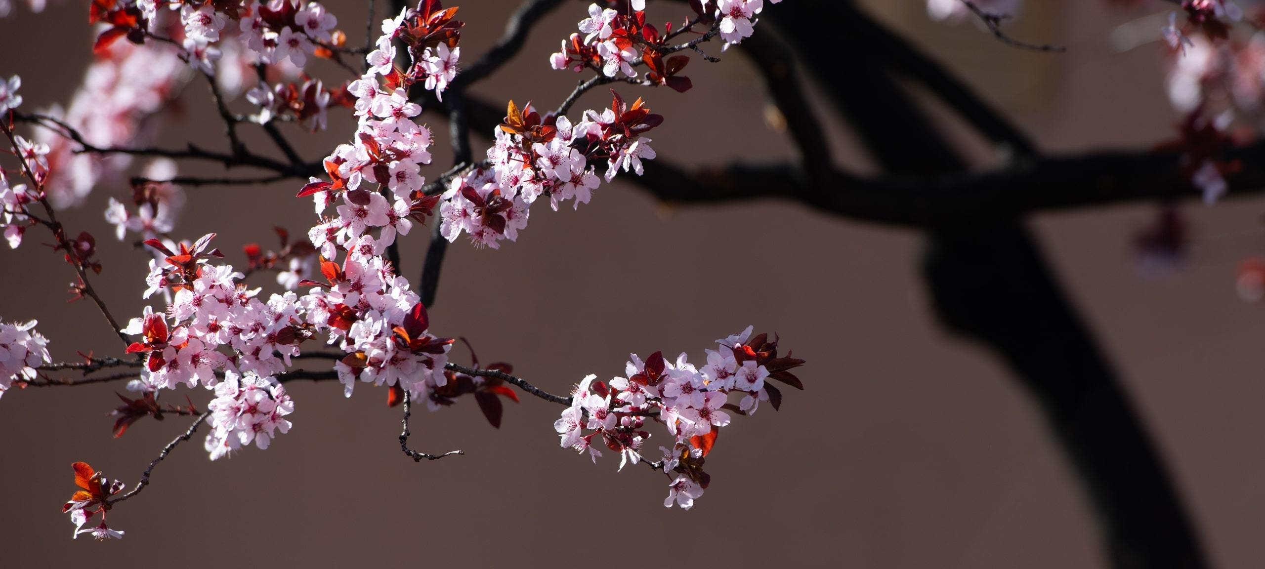 Cherry blossoms against Adobe house, Santa Fe
